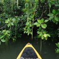 А вот и мангровые стручки. Надо как-нибудь привезти домой, посадить в горшок. Вроде как в пресной воде они растут еще лучше.