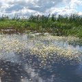 И
снова заросли цветущей элодеи.