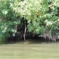 Затем я стал держаться ближе левого берега, он был весь усеян как я называю, таинственными местами. А именно нависшими над водой кустами, а под ними всякие норки и пещерки. Заглядывая под них всегда становиться жутковато. Я плыл и заглядывал под них, в надежде увидеть какого-нибудь зверька.