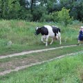 Познакомились с местной женщиной Раисой Ивановной. Я помог ей проводить домой ее коров, договорились о покупке молока с вечерней дойки. Она сказала, чтоб я приходил забирал свежее молоко к 20:00 вечера.