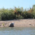 Путешествие по Дону на каяке SEABIRD и байдарке Викинг