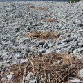 Перекусив, сразу идем гулять по острову. Ходим очень аккуратно, так как сейчас период, когда чайки высиживают потомство и по всему острову разбросаны гнезда с чаячьими яйцами, плюс ко всему очень много Топорковых нор (популяция насчитывает 10 тысяч особей), поэтому передвигаемся как по минному полю, чтоб ничего не повредить. Поднимаемся на хребет, отсюда открывается шикарный вид на лагуну острова и Камчатское побережье, видно сразу пять вулканов- Камбальный, Ильинский, Желтовский, Ксудач и Ходутка.