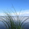 Стрекозы, море стрекоз.
Почти на всех стеблях озерного камыша. Что думают стрекозы, глядя на меня в
пятиметровом каяке? Наверное, они думают: «Какой здоровенный стрекозёл!»