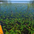 Натыкаюсь на водную растительность, похожую на ветви обычного дерева под водой. Называется
горец земноводный.