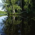 Это моя поляна со стороны
воды. Ориентир - поваленная берёза. Здесь меня сегодня вечерком и ищите.