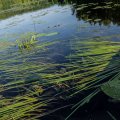 Это произрастает подводное
сено. Для речных коров, надо понимать.