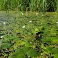 Водокрас с мелкими хрупкими
цветами.