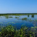 Мда… Вместо открытого
водного пространства вижу сплошь поросшую растительностью лужу, которая скоро
превратится в полноценное болото.