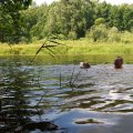 Погружаю свои телеса в
прохладные чистые воды. Испытываю от этого неподдельные положительные эмоции.