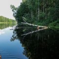 Вот вам пожалуйста -
наглядная и назидательная иллюстрация того, как малый хищник поедаем хищником
большим.