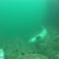 Добавил несколько кадров с экшен-камеры Gopro Hero HD. К сожалению для съемок под водой она совершенно не подходит, хотя погружать её можно на 60 м. Под водой она теряет фокус напрочь. Вот несколько кадров купания с тюленями.