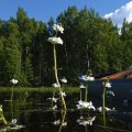 Эта фотография пополнит мой фотоальбом «Цветы каякера». Вижу такие цветы впервые. То, что под ними, похоже на водоросль элодею. Но у элодеи цветы помельче, и они не такие многоэтажные.