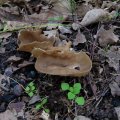 В прошлогоднем походе на этой поляне были обнаружены какие-то фиолетовые грибы. На этот раз обнаруженные грибы были не менее подозрительными. Я подумал-подумал и решил, что и нынче придётся обойтись без грибной похлёбки.