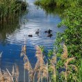 Разочек размял ноги на бережке. Рядом утка со своим выводком. Совсем непуганая.