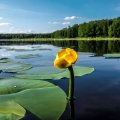 Желтая кубышка (я бы её назвал «золотая кубышка»). Симпатяга. Некоторые её ошибочно называют кувшинкой, но это неправильно. Кувшинку я продемонстрирую попозже.