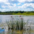 Сусак зонтичный. Между прочим, – медонос. Не едали вы мёда сусачного? Нет? А зря! И не стремайтесь названия…