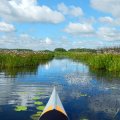 Произрастает у нас на водохранилище в большом количестве. Корни сусака съедобны. Все планирую как-нибудь попробовать. Во всяком случае, у якутов, до появления вместе с русскими купцами пшеничной муки, сусак служил основой их повседневного рациона. Специальные исследования выявили, что в корнях сусака действительно есть практически всё, что нужно для питания человеку – крахмал, много белка и даже некоторое количества жира. Так что это не суррогат для питания, а вполне себе полноценная жрачка.