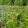 Водокрас. Не в смысле, что он красит воду какой-то там краской, как осьминог, а в том смысле, что это украшение, краса воды. Плавает, как и ряска, по поверхности воды свободно, т.к. не имеет проникающих в дно водоема корней. Ведёт по этой причине цыганский образ жизни – куда надуло ветром свободы, там и осел на время.