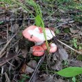 Изучаем поляну на предмет наличия грибов. Если есть сыроежки, то и другие грибы поприличнее тоже должны быть.