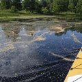 А здесь на воде можно наблюдать большое количество березовых семян. Так называемые крылатки. По типу семян – это маленькие орешки. Между прочим, лещина – ближайший родственник березы (они состоят в одном семействе – берёзовые).&nbsp;Да, вот так, пожалуй, и назовем этот кадр – "Излучина Вопши, сплошь покрытая березовыми орешками".