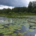 Облачность очень низкая. Тучи цепляются за верхушки деревьев.