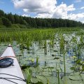 Люблю своеобразную поэзию водных зарослей и болот – ничего не могу с собой поделать.