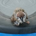 Судя по взгляду : Мстя будет жестока
