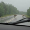 Чем дальше на
север, тем чаще попадаются машины с мурманскими номерами. 

 14:20.
Приехали в кемпинг Holiday Village Inari на озере Инари. Оплатили место для
палатки – 15 евро. Нам дали табличку с номером, которую надо было привязать к
палатке на видное место.

Я сразу
произвёл метеоизмерения:

Температура +
13

Давление 746 мм.рт.ст.

Влажность 68
%

Средняя
скорость ветра 1.4 м/с, порывы до 2.2 м/с, сплошная облачность.

Озеро Инари
судя по карте огромно. На противоположных от кемпинга берегах живописные сопки.


Кемпинг
представляет собой кусочек берега, на котором расположены домики, которые можно
арендовать. Для автотуристов, которые путешествуют на передвижных дачах, тут
предусмотрены заасфальтированные стояночные места, оборудованные электричеством.
Чуть в стороне предусмотрены места для палаток. Для клиентов кемпинга есть
домик с цивильными туалетами и кабинками для душа (разумеется, с тёплой водой)
и кухня. У берега стоял небольшой самолёт на поплавках. На въезде в кемпинг у
шоссе скромненько приютился небольшой прицеп, от содержимого которого у нас с
Костиком потекли слюни: на прицепе были закреплены шесть каяков. Мы их
тщательно обследовали. Пять каяков были из конюшни Prijon (два Kodiak, два Seayak, один Yukon Expedition), а шестой был
двойкой Northstar от Wilderness Systems. Мы предположили, что эти каяки
предназначены для сдачи в прокат. Ещё несколько каяков и каноэ находились на
берегу. 

Мы поставили
палатку. Недалеко от нас стояли велотуристы. Ужин мы хотели готовить рядом с
палаткой на собственном газу. А можно ли? Огляделись, никто еду на улице не
готовил. Пришлось допросить на этот счёт администратора. Оказалось что можно.
Но в итоге мы пошли готовить ужин на кухню.  