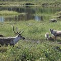 По мере приближения к норвежской границе лес буквально на глазах начинает редеть и становиться низкорослым. Причём низкорослый лес нас окружает только тогда, когда дорога проходит по вершине сопки. Когда едем в низине, то кругом привычная тайга. 9:00. Пересекли финско-норвежскую границу. На границе несколько запертых таможенных домиков и всё. Людей нет. Перевели часы на норвежское время. Теперь у нас 8:00. Отзвонились Владу.После границы остановились посмотреть порог водопадного типа на реке. Тут же стояло ещё три машины: с финскими, норвежскими и российскими номерами. Едем дальше. Рельеф становится всё более суровым: покрытые лесом сопки уступили место скалам. У подножия скал недалеко от дороги попадается не растаявший снег. 