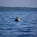 Одиночная прогулка на морском каяке. Белое море 2011 Кемь-Кузова-Соловки