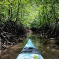 Дабы не вводить в заблуждение досточтимых читателей, сразу оговорюсь, что слово «Краби» — весьма условная географическая привязка для места описываемых событий. Многочисленные протоки с карстовыми пещерами и мангровыми зарослями тянутся на обширном участке побережья от Пхукета до Краби. Каких-то широко известных населенных пунктов или рек там нет, посему пусть будет Краби. 