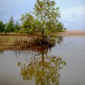 Во время отлива зловонная зеленая вода каналов уходит в море, сменяясь свежей дозой соленой воды в прилив. 