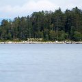 Сам
коренной берег (по левую руку) в этом месте на морской берег совсем не похож.
Как будто озеро или речушка. Привычных брёвен на берегу тоже уже нет. Скрюченных
сосен и берёз нет. Самый обычный лес.
