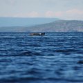 Белое море. Н.п. Кузема - губа Канда. 18 августа – 1 сентября 2012. Часть 6.