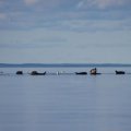 18:30.
Причалил. Тюлени занервничали.&nbsp;