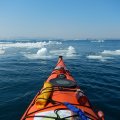 Шлёп-шлёп вёслами сквозь всю эту плавающую на воде красотищу. И красотища эта тянется на многие километры. 