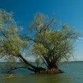 Очень живописное дерево стоящее в воде.