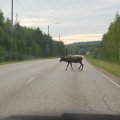 Чуть севернее
начинают попадаться знаки «осторожно, олени». Финский знак, в отличие от
нашего, здесь весьма актуален. Если в России после аналогичного предупреждения
не видел ещё ни одного лося на дороге, то здесь можно быть уверенным, что
поблизости сразу встретишь компанию сохатых, неторопливо прогуливающихся прямо
по проезжей части. Принято сразу сбросить скорость и вежливо пропустить
животных. &nbsp;