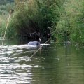 Первый человек, который нам попался за все время сплава, был водолаз. Надо заметить, что вода в Покше необычайно чистая и прозрачная. Питается Покша в основном родниками и вообще считается самой чистой рекой в Костромской области. Так что водолазу было, полагаю, на что взглянуть.