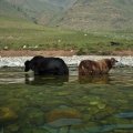 Сарлыки, спасаясь от жары, охлаждаются в воде.