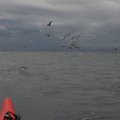 Баренцево море, на морских каяках вокруг полуостровов Средний и Рыбачий. Август 2013.