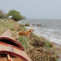 Но обильная снежная зима подняла уровень Ханки примерно на  полметра и вся прибрежная полоса песка оказалась затопленной
