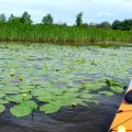 Впереди по курсу заросли кувшинок.