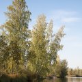 Можно брать пример стойкости у деревьев. Из последних сил цепляется за топкий берег, при 
этом оставаясь еще зелеными.  
 
