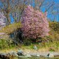 Весна и красоты дальневосточного леса 