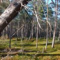 Белое море на морских каяках, Онежский залив по маршруту Онега – Беломорск, 264 км, 21 июня - 6 июля 2014