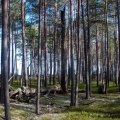 Белое море на морских каяках, Онежский залив по маршруту Онега – Беломорск, 264 км, 21 июня - 6 июля 2014