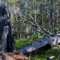 Белое море на морских каяках, Онежский залив по маршруту Онега – Беломорск, 264 км, 21 июня - 6 июля 2014