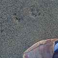 Восход
подсвечивает береговую линию. Наш лагерь и мегакамень вдали.