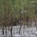 Двухдневный заплыв на каяке (с рыбалкой) Двухдневный заплыв на каяке (с рыбалкой)